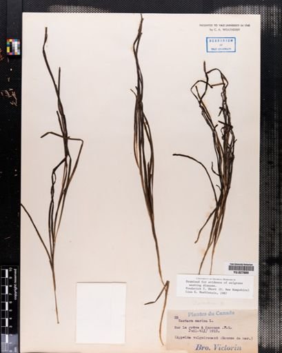 Zostera marina