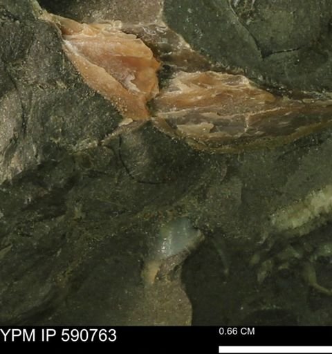 undet. Bivalvia