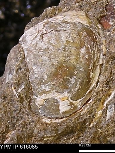 undet. Bivalvia
