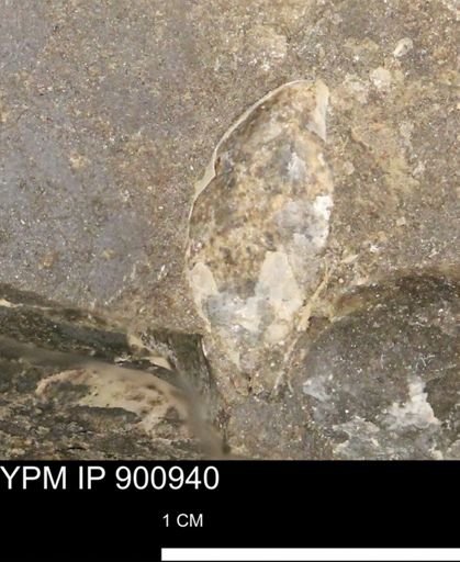 undet. Mollusca