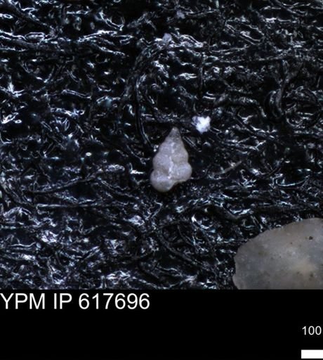 undet. Heterohelicidae