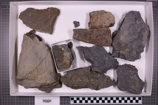 mixed taxa, stratigraphic collection