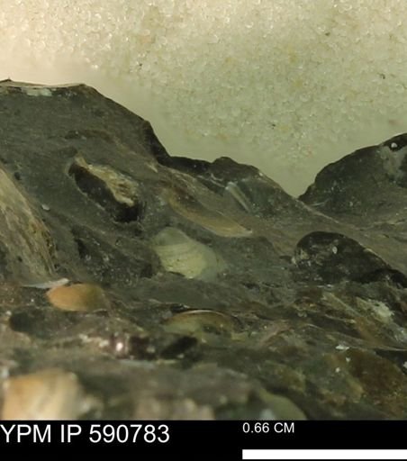 undet. Bivalvia