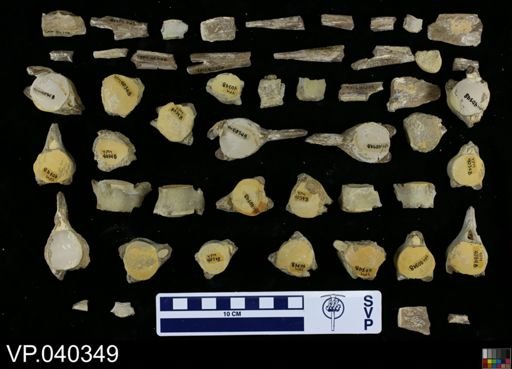 Clidastes sp.