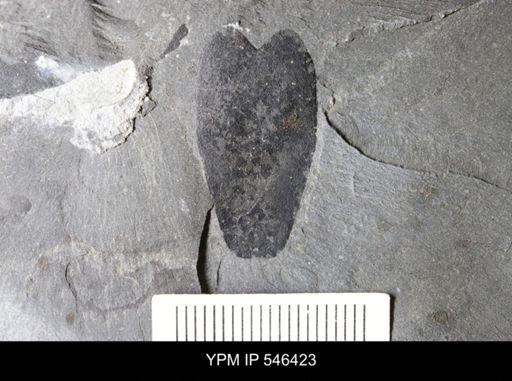 undet. Eurypterida