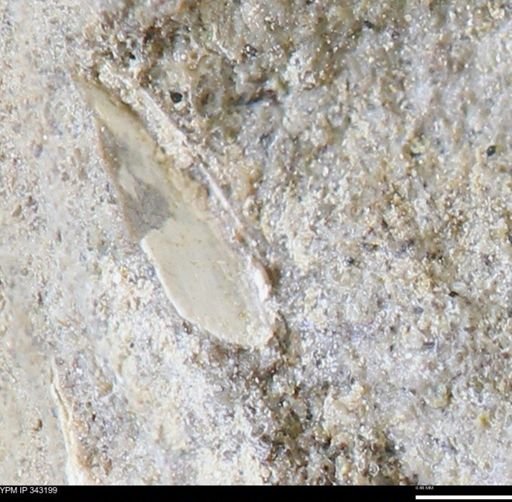 undet. Bivalvia