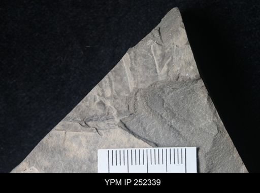 undet. Eurypterida