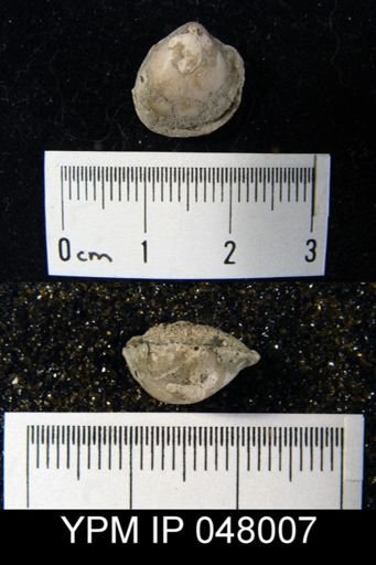 Mendacella cliftonensis