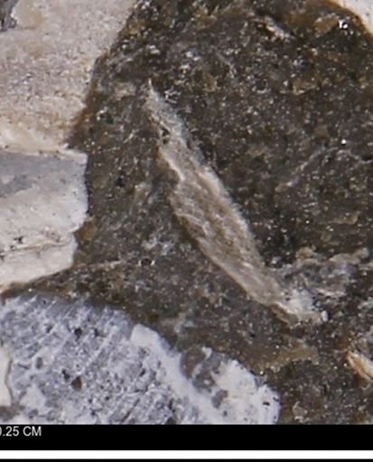 Limopsis striatopunctatus