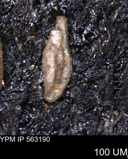 Miliammina manitobensis