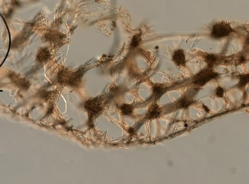 Oceanapia peltata