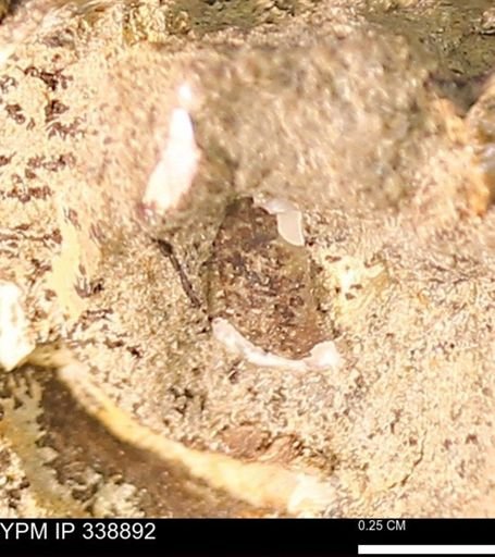 undet. Mollusca