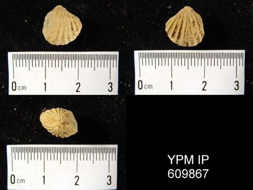 Rhynchospira globosa