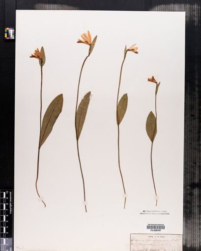 Pogonia ophioglossoides