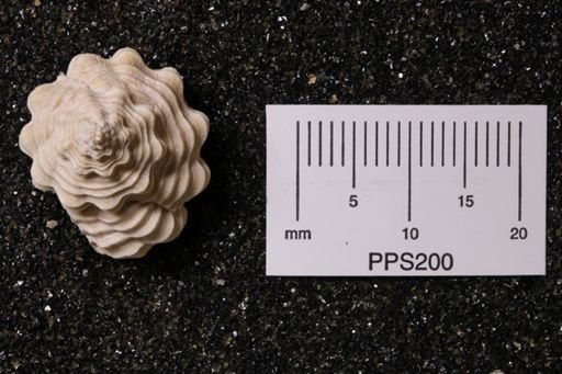 Hanetia mengeana