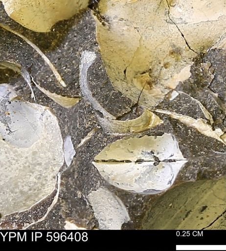 Limopsis? striatopunctatus