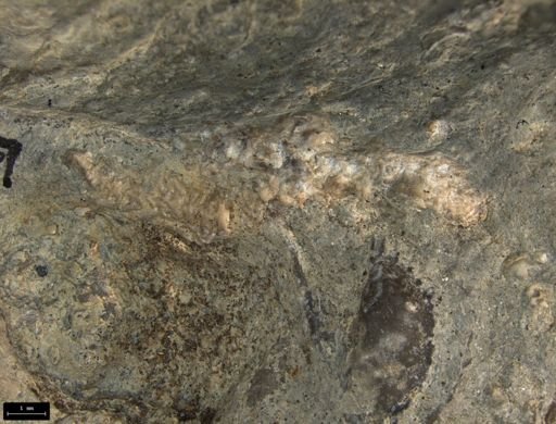 Aplocoma damesii