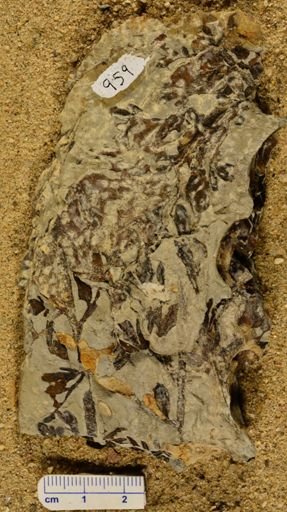Triphyllopteris rarinervis