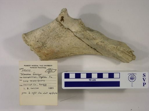 Teleoceras fossiger