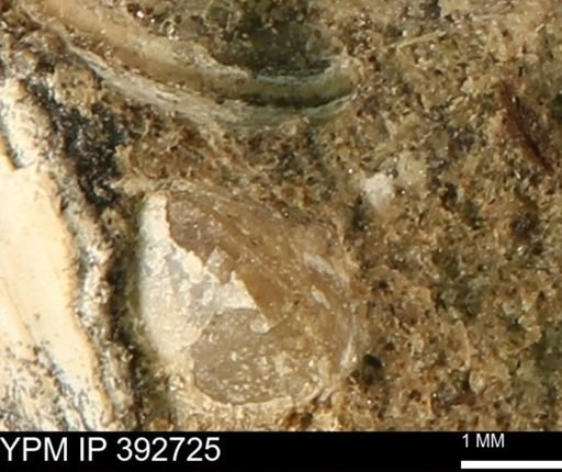 Protocardia?