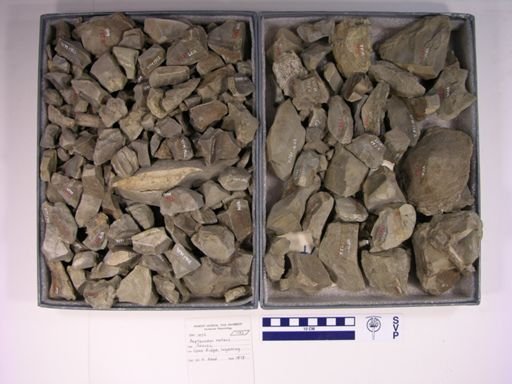 Sauranodon natans