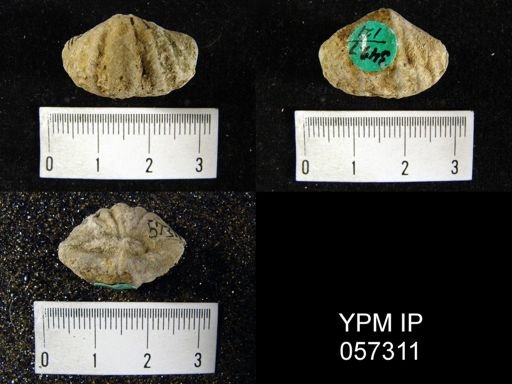 Delthyris octocostata