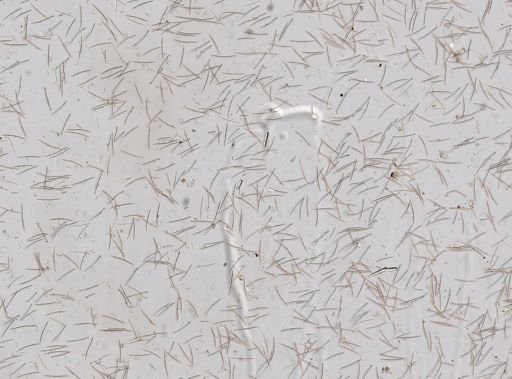 Sigmadocia sp.