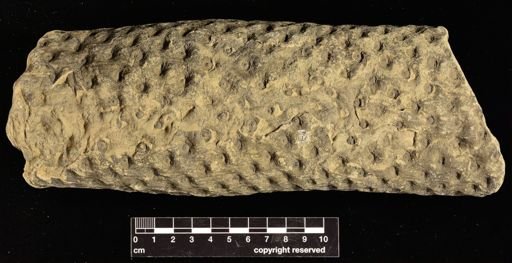Stigmaria sp.