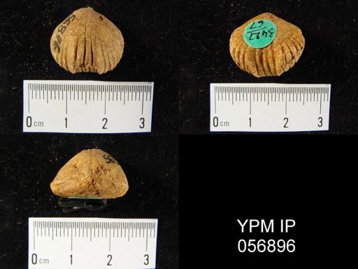 Uncinulus sp.