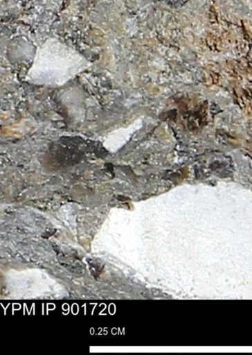 undet. Mollusca