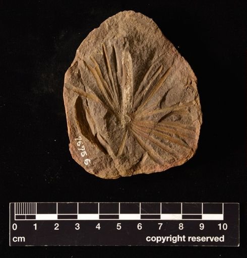 Annularia longifolia