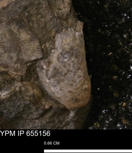 Protocardia sp.