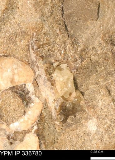 undet. Scaphitidae