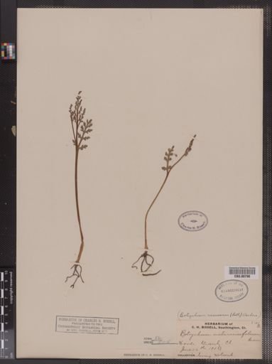 Botrychium