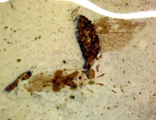 undet. Heteroptera