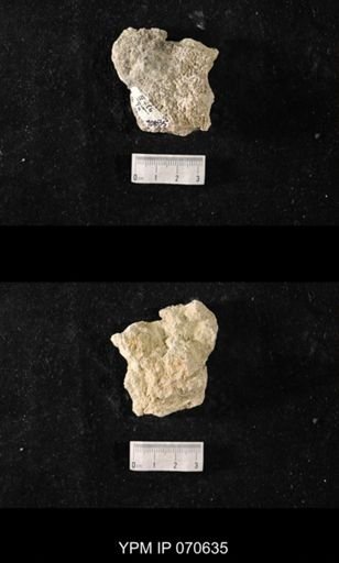 Favosites louisvillensis