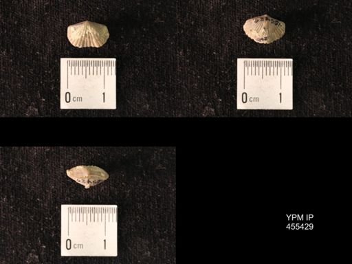 Platystrophia morrowensis