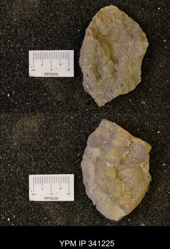 undet. Scaphitidae