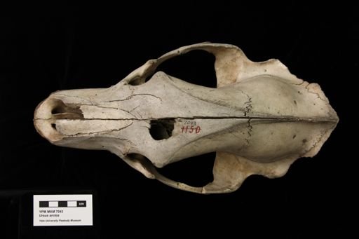 Ursus arctos californicus