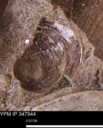 undet. Bivalvia