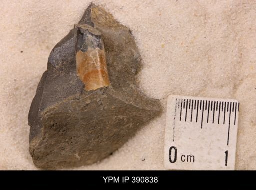 Baculites sp.