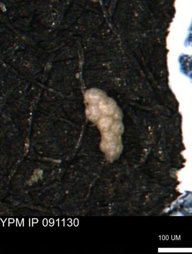 Verneuilinoides kansasensis