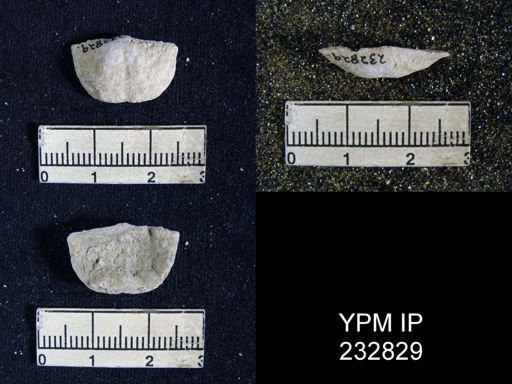 Chonetes granulifer