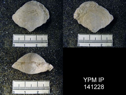 Athyris sp.