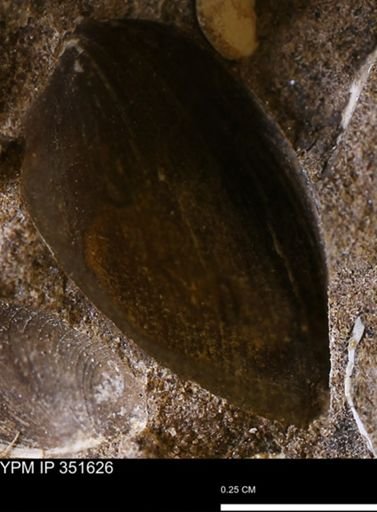 Limopsis striatopunctatus