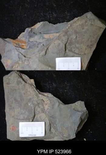 Xiphosurida?