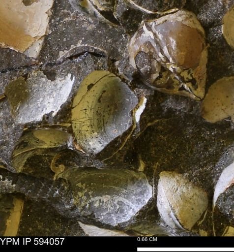 Limopsis? striatopunctatus
