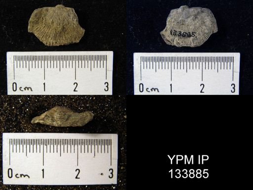 Schuchertella perversus