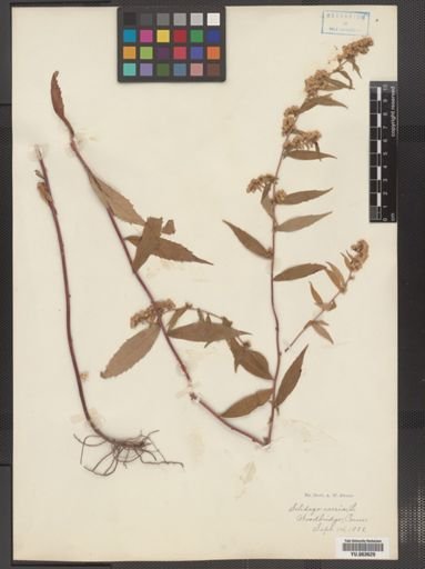 Solidago caesia