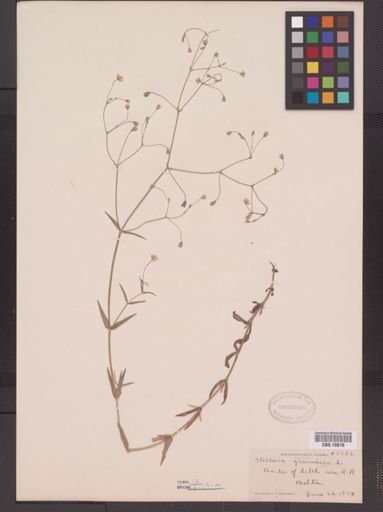 Stellaria graminea